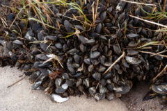 Small image of A clump of Atlantic ribbed mussels is attached to marsh grass on a beach.