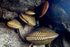 Small image of Several Atlantic ribbed mussels attached to a rocky surface under the water.