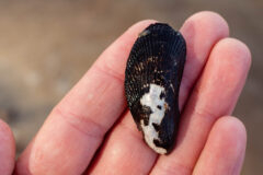 Small image of A hand holds a black, ridged Atlantic ribbed mussel.