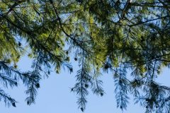 Small image of An upwards view of the branches and feathery, needle-like leaves and small, round cones of a bald cypress.