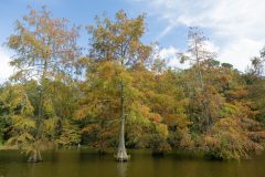 Small image of Bald cypress trees with feathery, needle-like leaves grow in a river.