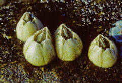 Small image of Ivy barnacles on a rocky surface just beginning to open up.