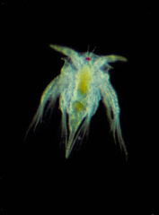 Small image of View of a nauplius under a microscope, with horn-looking features coming off of its head.