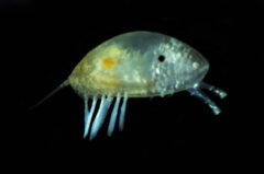 Small image of A late larval stage barnacle with small glands and a somewhat translucent body.