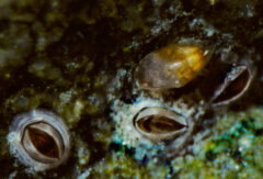 Small image of Barnacle larvae that are small and gray.