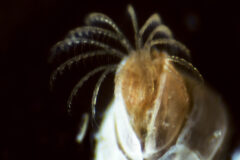 Small image of Microscopic view of the feathery appendages coming off of a barnacle.