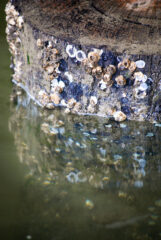 Small image of Barnacles on the side of a log sticking out of the water.