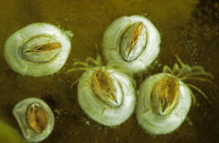 Small image of Barinicales under a microscope with small openings and hair-like features coming out of the opening.
