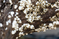 Small image of Several white barnacles on a piece of driftwood.
