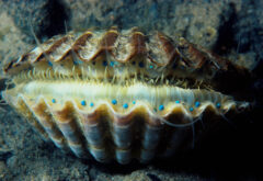 Small image of Underwater scallops with a top and bottom row of blue eyes with a black pupil.