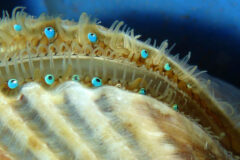 Small image of The top of a scallop showing its short and delicate tentacles and row of small blue eyes.