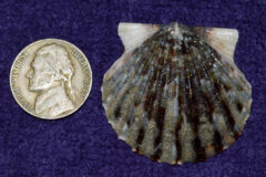 Small image of A darker colored Bay scallop with some light gray areas.