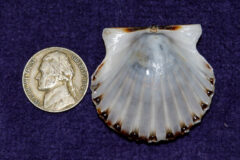Small image of Bay scallop next to a quater showing that it's about twice the size of a quarter.