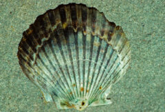Small image of Scallop shell showing ring growth.