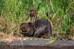 Small image of A pair of beavers chew on grasses in an overgrown field.