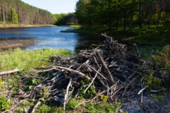 Small image of Sticks, limbs and tree trunks form a mounded beaver dam at the edge of a calm, forested pond.
