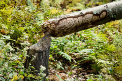Small image of The base of a fallen tree shows evidence of beaver damage, including stripped bark and chisel marks from the beaver's large front teeth.