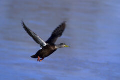 Small image of An American black duck flies over blue water, its open wing displaying its characteristic white lining.