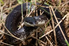 Small image of A black rat snake moves through dried plant stems and vines.