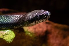 Small image of Closeup on the head of a black rat snake. Its eyes are black.