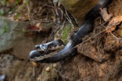 Small image of A black rat snake coiled, with its black tongue sticking out, on the side of a mossy rock face.