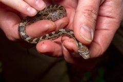 Small image of A black rat snake hatchling held in human hands.