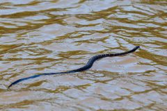 Small image of A black rat snake swimming, stretched out on the surface of the water.