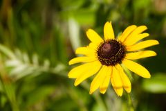 Small image of A closeup of a bright yellow black-eyed Susan.