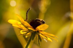 Small image of An inchworm appears to stand on the bright yellow petal of a black-eyed Susan.