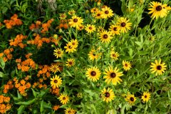 Small image of Bright yellow black-eyed Susans grow next to orange butterflyweed.