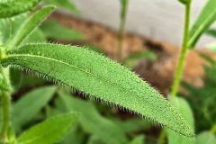 Small image of A closeup of a black-eyed Susan leaf covered with spiky hairs.