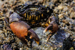 Small image of Black-fingered mud crab climbs over a rocky surface underwater.