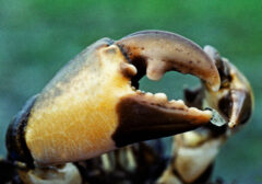 Small image of Close up of a mud crab's larger claw which is mostly yellow and a dark red and black color near to the tip.