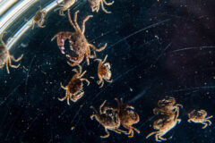 Small image of Several black-fingered mud crabs in a dish. They are a reddish-brown color.