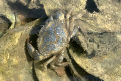 Small image of A black-fingered mud crab on a muddy bottom underwater.