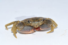 Small image of A black-fingered mud crab on a white surface. It is mostly yellow with dark spots and has two plump claws.