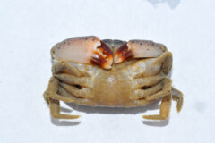 Small image of A black-fingered mud crab on a white surface. Its claws are shut and covering its upper body.