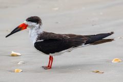 Small image of Black skimmer stands on a white sand beach.