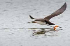 Small image of Black skimmer dips its lower bill into the water to catch a fish.