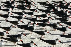 Small image of Numerous black skimmers stand together on a beach.