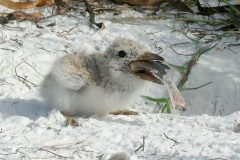 Small image of Juvenile black skimmer eating a fish.