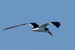 Small image of Black skimmer flies in the air with its long wings bent.