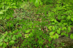 Small image of A blackhaw viburnum growing as a multi-stemmed shrub.