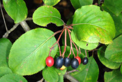 Small image of A closeup of the green, oval-shaped leaves and red and blue-black berries of a blackhaw viburnum.