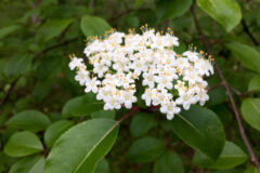 Small image of A cluster of white blackhaw viburnum flowers blooms among green, oval-shaped leaves.