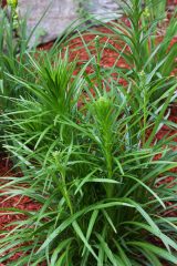 Small image of A cluster of blazing stars whose flower stalks are beginning to emerge from their grass-like leaves.