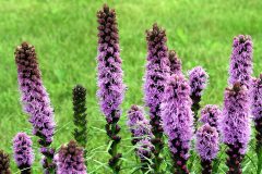 Small image of About a dozen blazing star stalks are in different states of bloom. Most of the stalks' middles feature feathery purple flowers, while their upper thirds feature spent blooms and their lower thirds feature buds.