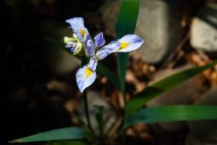 Small image of A closeup of the purple-striped petals and yellow base of a blue flag iris flower.