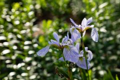 Small image of A closeup of the purple-striped petals of blue flag iris flowers.