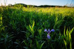 Small image of A single blue flag iris blooms in a wetland.